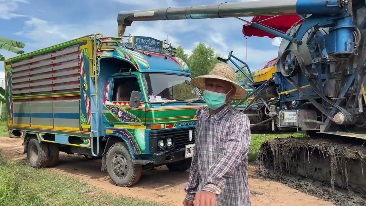 6 ต.ค 65 สุดจัดนาลุงเถา 34 ไร่ 40 ตันชิวๆ กข.79 ราคา 8000-7800