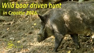 Wild Boar driven hunt in Croatia 2016.  part2, Drückjagd, Chasse Au Sanglier