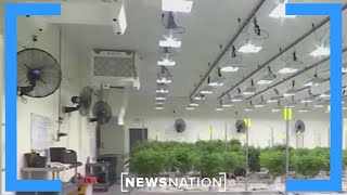 Research shows possible link between marijuana and psychosis | NewsNation Now Profile