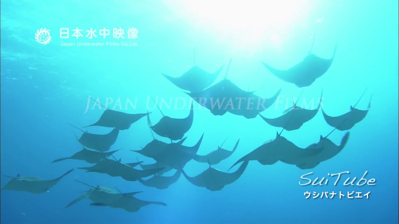 ウシバナトビエイ Flapnose Ray Youtube