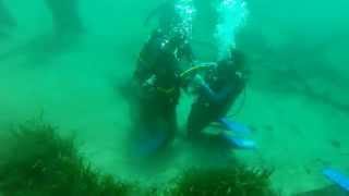Certified scuba diving crystal river fl ...