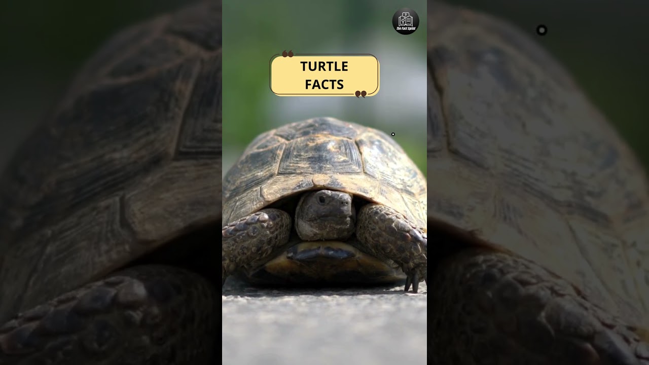 I Asked 5 Experts About TURTLE Behavior and Here's What They Said!