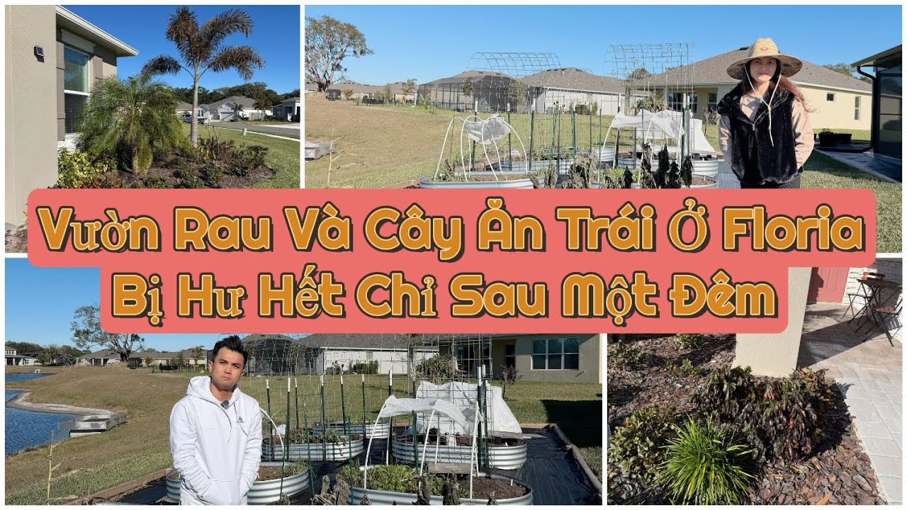 Khu Vườn Ở Floria Bị Hư Hết Chỉ Sau Một Đêm 🪴