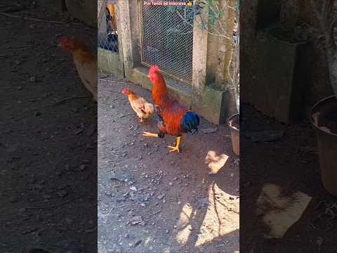 Galo sem asa namorando com mini galinha!?#chiken