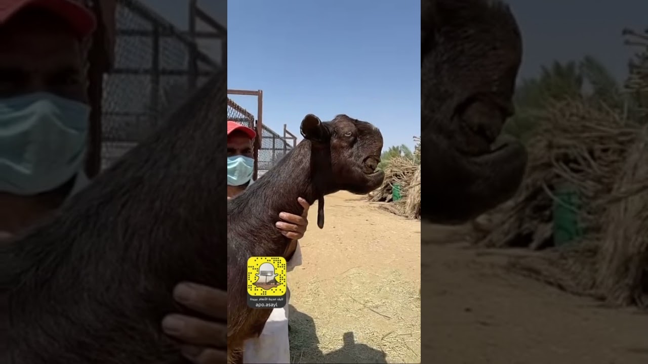 زيارة مالك الماعز الشامي عبدالعزيز الخلف