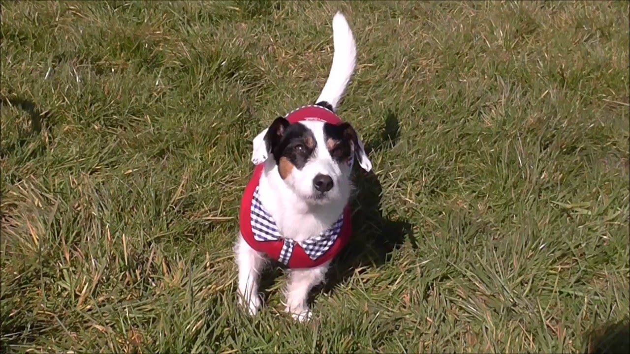 We wish you a Happy Easter