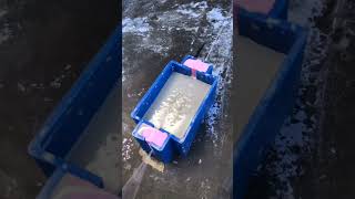Melhor técnica de engomar linha sozinho 👏🏼👏🏼. #shorts #short #pipas #shortvideo #shortsviral