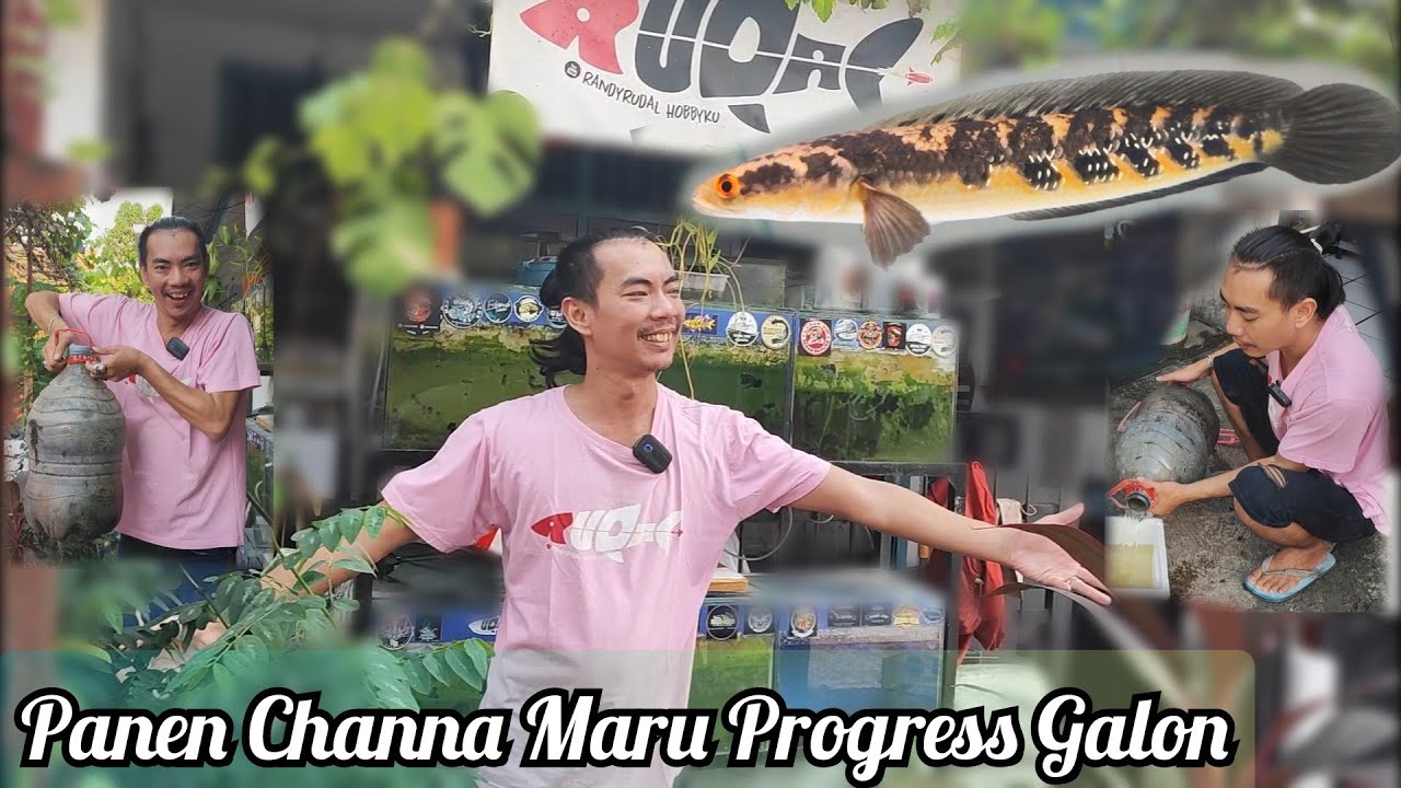 Panen Channa Maru Progress Galon 😱😱😱