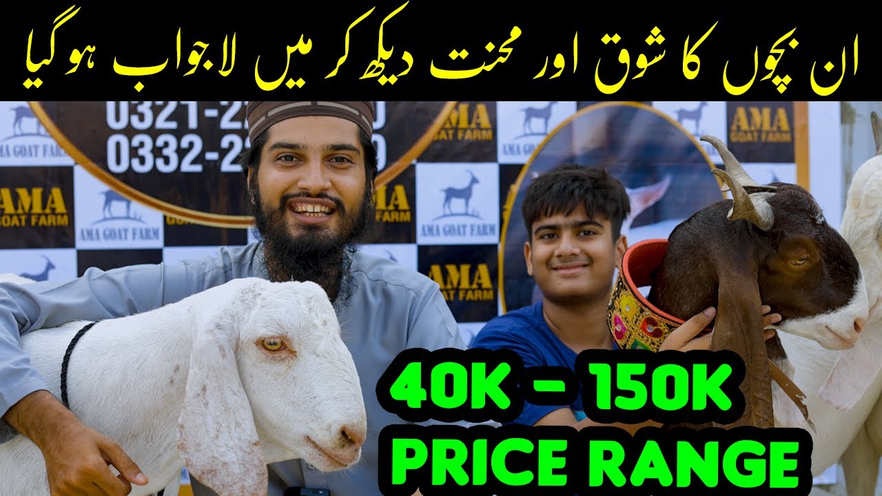 40K to 150K Price Range Qurbani Goats at AMA Goat Farm | Bakra Eid 2022 ...