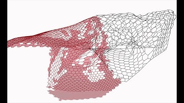 Planarization time lapse