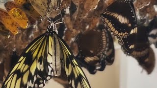 Behind the scenes at Butterfly Wonderland in Scottsdale | FOX 10 News