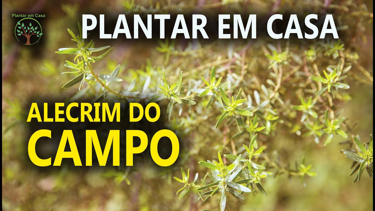 Alecrim do Campo com Mario Terlechi, Horta e Natureza