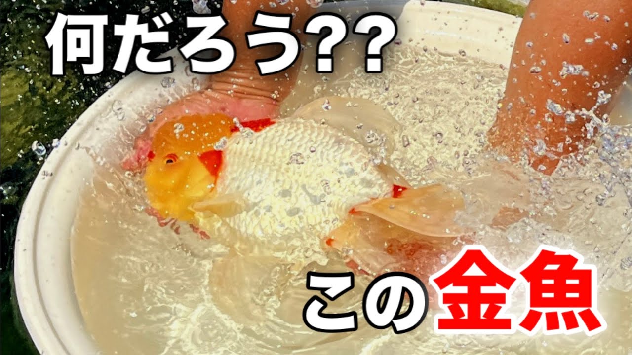 【野浪養魚場】金魚飼育歴36年目のレジェンド野浪さん！他では見れない金魚が続々登場‼︎秋の大会に向けてのエントリー予定の金魚も惜しげもなく見せてくれました。全てが貴重映像です‼︎