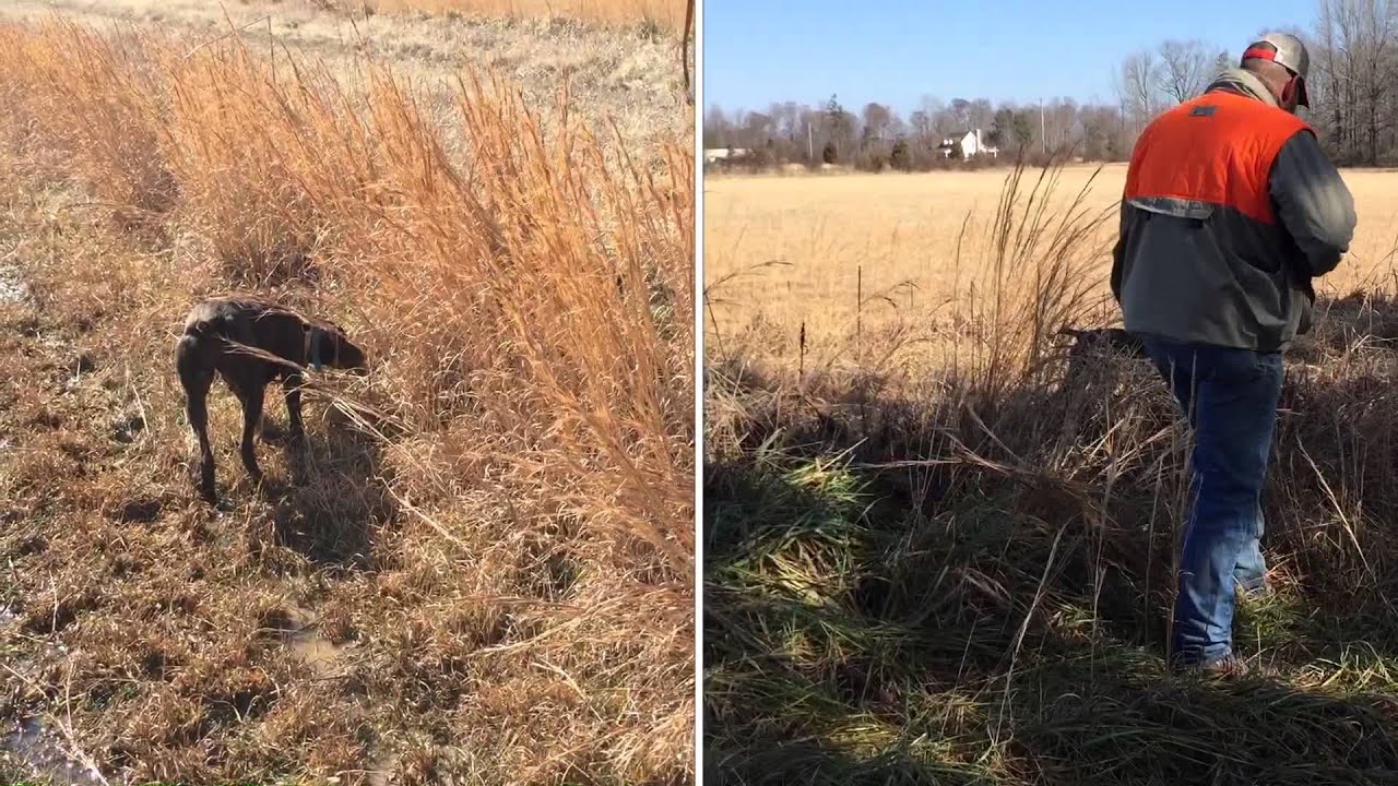A Birthday Bird Hunt at Little "q" Ranch Quail Hunting Preserve in