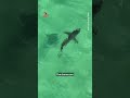 NSW drone program spots hundreds of sharks