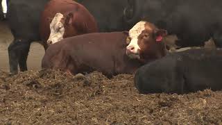 CREC: Gerald Stokka - Heat stress and pneumonia in feedlot cattle and cows