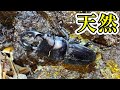 【クワガタ採集】山奥で天然オオクワガタを発見