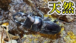 天然野外採取オオクワガタ左６２.５右59 クワガタ採集】山奥で天然オオクワガタを発見 - YouTube