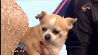 Showmatch 19-09-2016