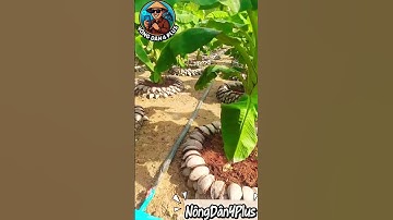 Cách Người Thái Trồng Chuối Siêu Hay#shortvideo #farmer #nongdan #nongnghiep