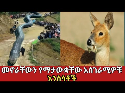 ቪዲዮ: በሌላ አለም በስማርት ስልክዬ?