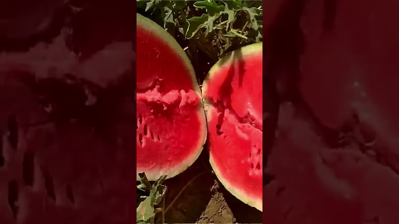 Семена Арбуз Топ Ган F1 | Shorts | Семена почтой Россия | Small Gardens