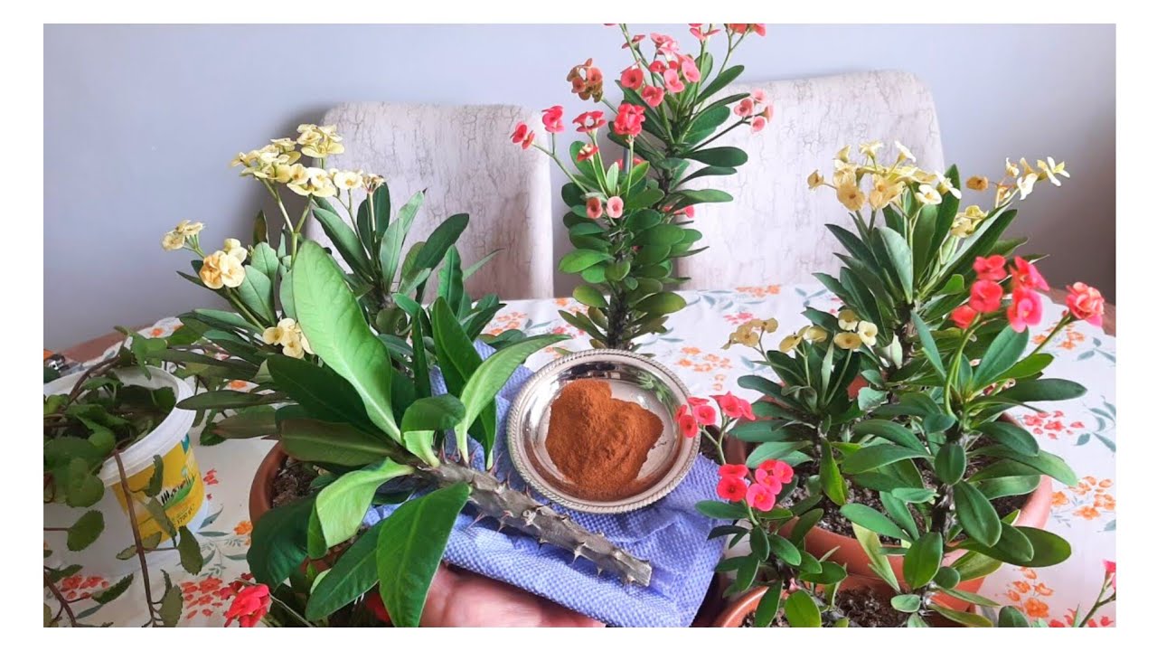 Dikenler Tacı 4 Günde Nasıl köklenir?Çok Kısa Sürede Köklenme, (Euphorbia milli)