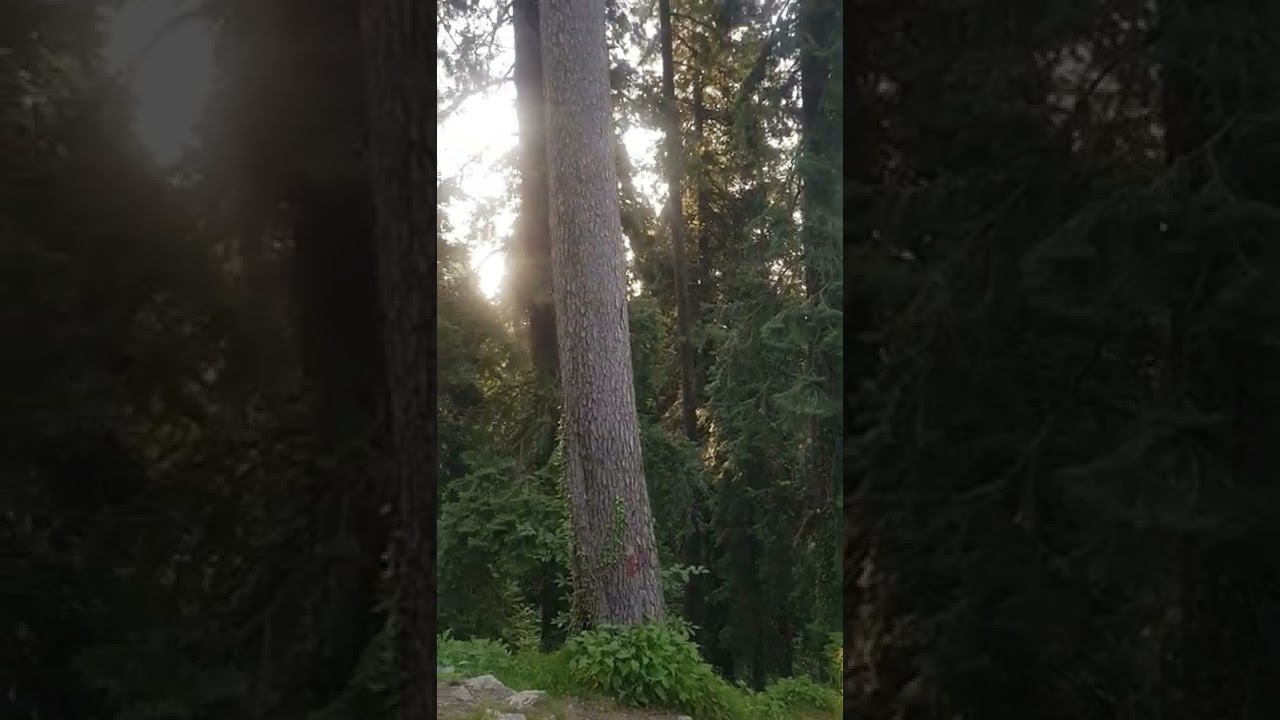 Camping pods Thandiani