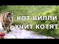 Котята мейн-куны, 4 серия. Кот Вилли учит ловить мышей