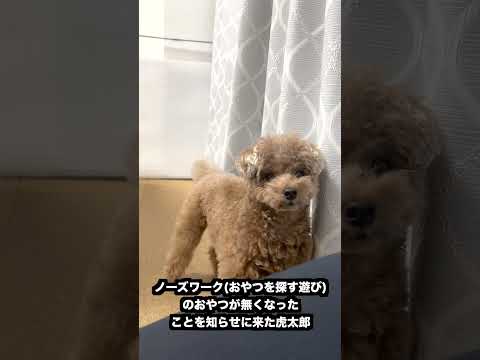 おやつ補充のタイミングを知らせに来るトイプードル #shorts