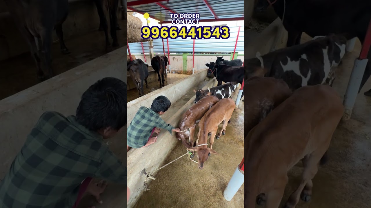 Tirupati’s Purest Milk – Order Organic Desi Cow Milk Now  