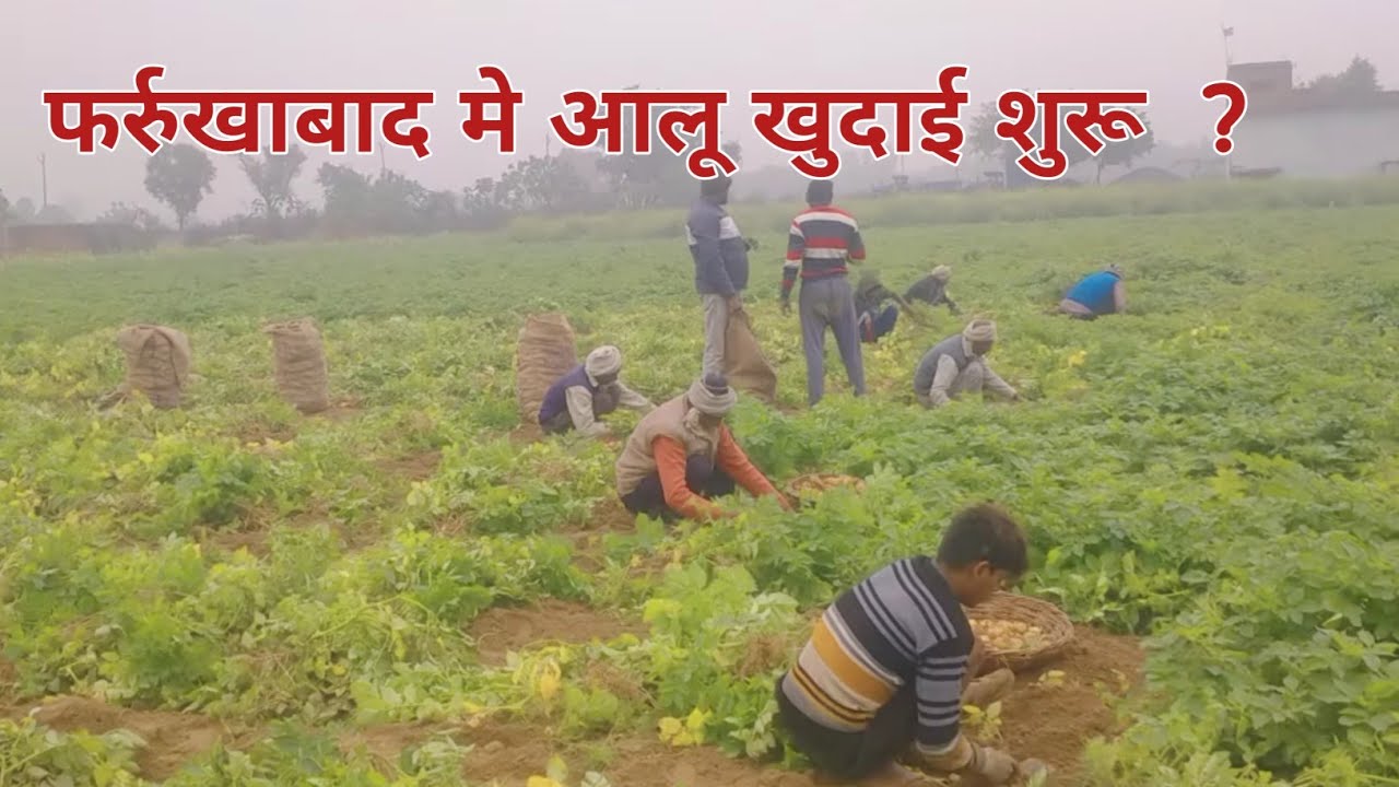 आलू खुदाई शुरू फर्रुखाबाद? | aalu update today - YouTube