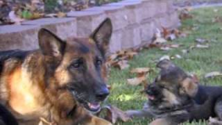 Best Dog Training Video Ever!  -  11 week old trained German Shepherd puppies!