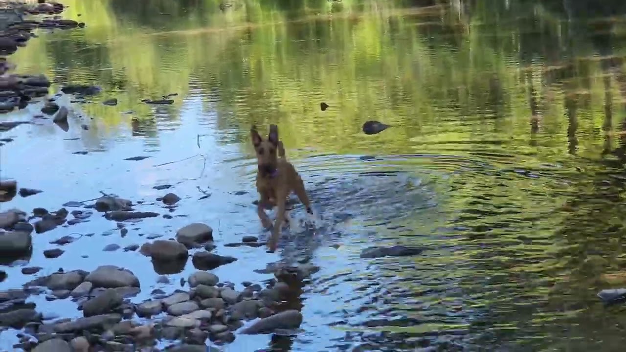 Terrier Adventures 2