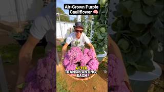 Air-Grown Purple Cauliflower