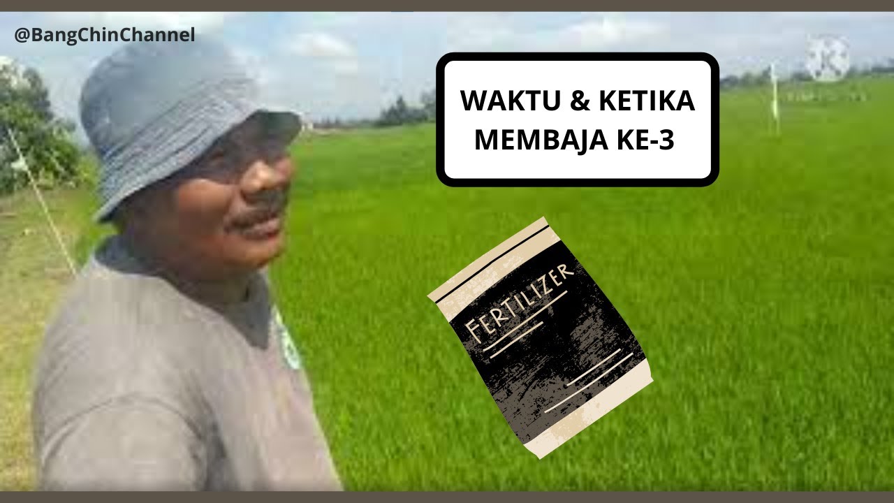 Padi | Waktu dan ketika membaja ke-3 |