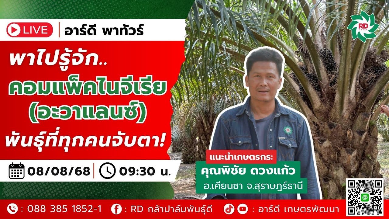 เจาะเทรนด์พามาชม คอมแพ็คไนจีเรีย (อะวาแลนซ์) พันธุ์ที่ทุกคนจับตา