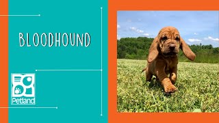 Bloodhound Fun Facts