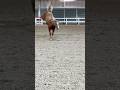 The voices in my head go 🤪 #horse #equestrian #happy #funny #trending #trendingshorts #pony