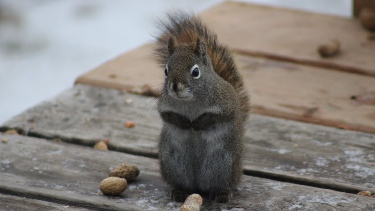 Our Friend Chip. - YouTube