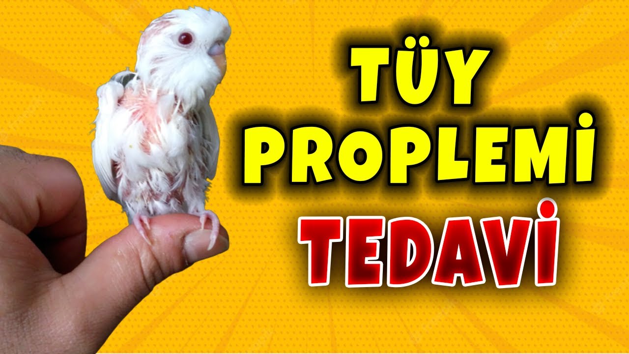 VİTAZ SOLİTER NEDİR ? NASIL KULLANILIR ? MUHABBET KUŞU TÜY PROBLEMİ