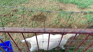 LaMancha Goats by Brett's Barnyard 796 views 2 years ago 5 minutes, 27 seconds