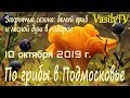 По грибы в Подмосковье 10 октября 2019 г. Закрытие сезона: белый гриб и лесной душ в подарок