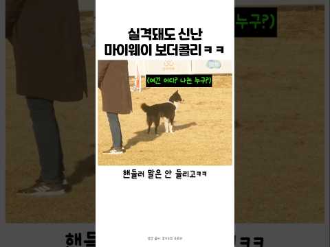 어질리티 나와서 마냥 즐기다 간 보더콜리 #강아지 #반려견 #어질리티 thumbnail