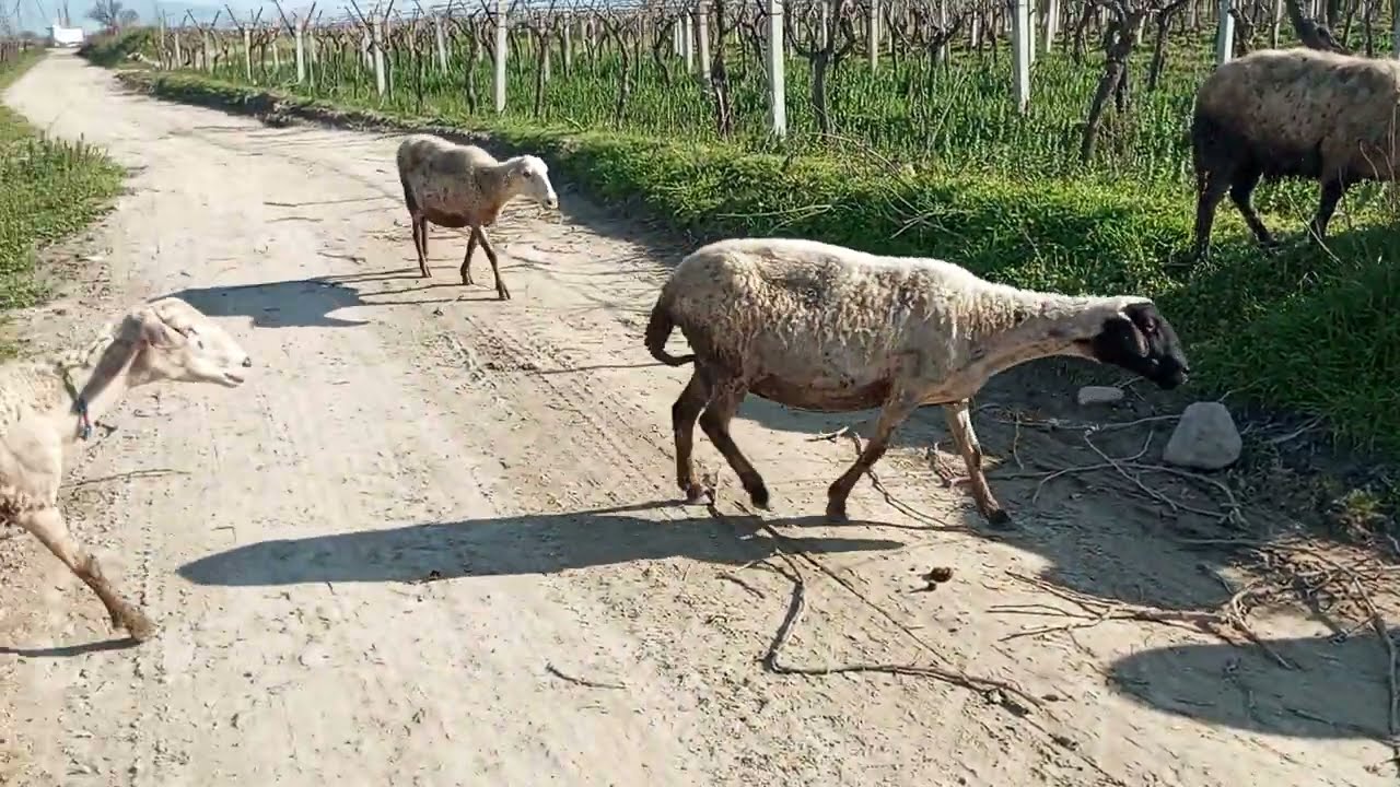 YAZ MI KIŞ MI HANGİSİ? HER İNSAN BÜNYESİ BİR DEĞİL. O KİMYASAL İLAÇLAR YAN ETKİ YAPABİLİYOR. 