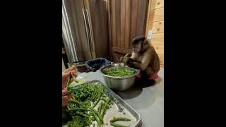 Download Lagu story wa Lucu monyet bantuin masak didapur MP3