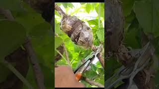 How to grow parijat plants. Air layering in Parijat Plant. #shorts