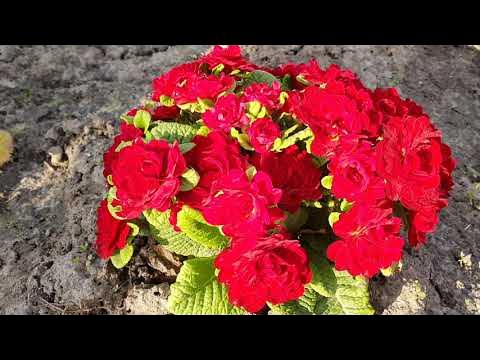 Примула Балерина - YouTube
