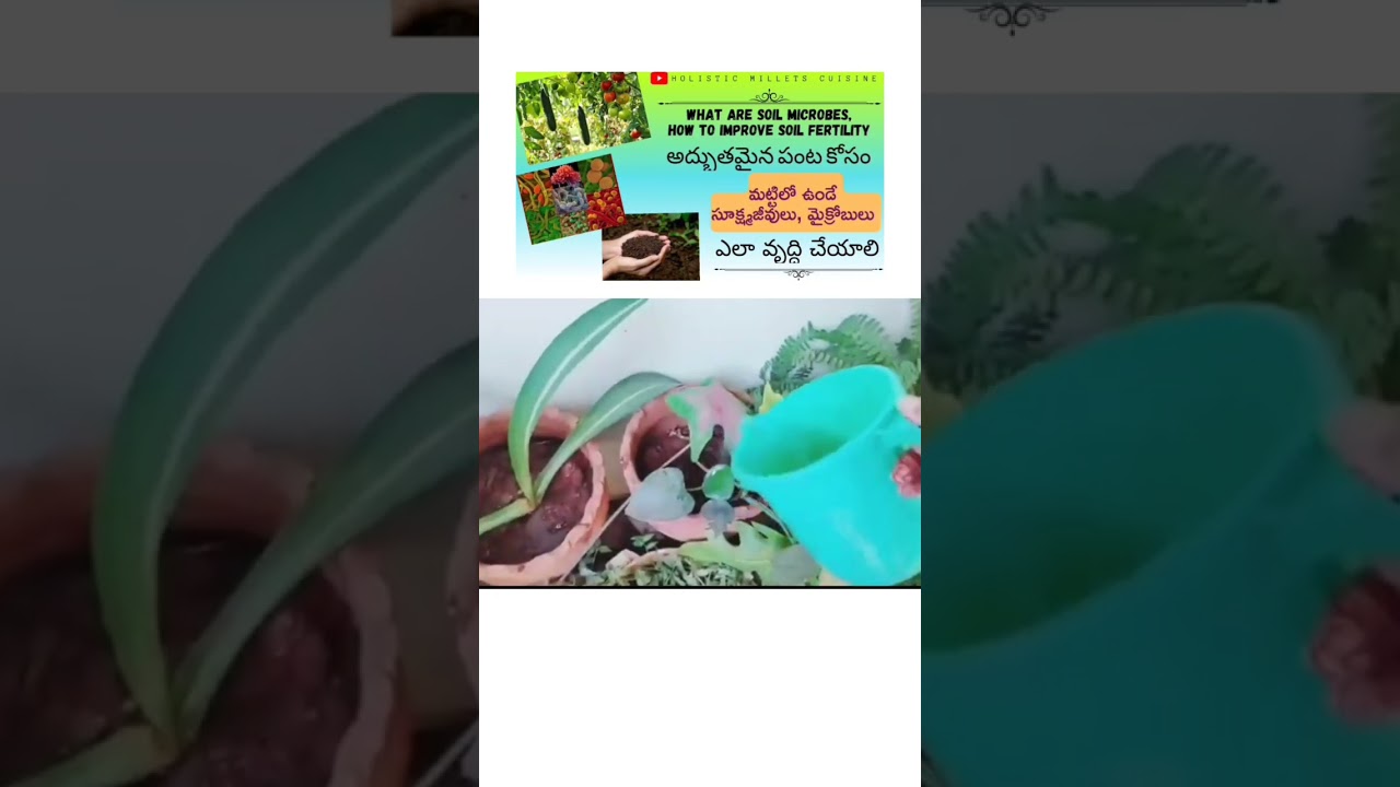 organic fertilizer for plant nutrition 