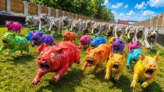 WHITE TIGERS CHASE SPEED RACE TO HUNT COLOR PIGS & MONKEYS - Animal Revolt Battle Simulator screenshot 5